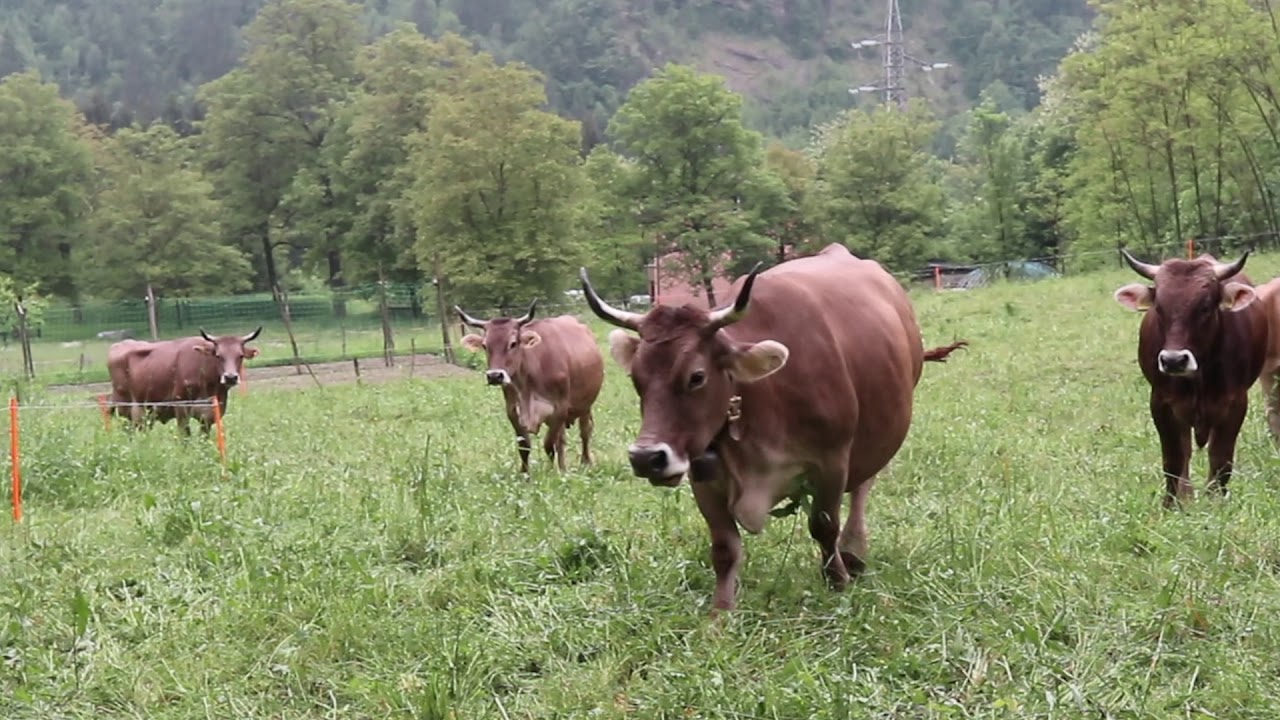 Mungitura a mano delle Bruna Alpina Originali!