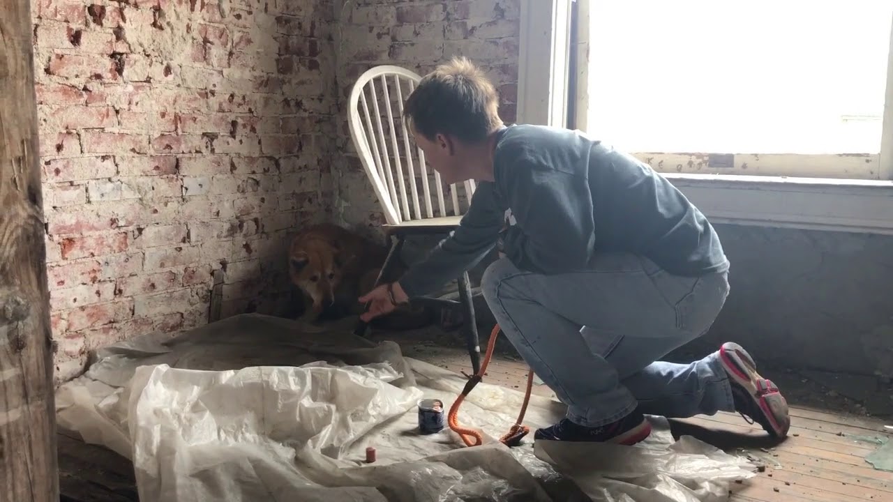 Rescuing Clarity - Stray Rescue of St.Louis