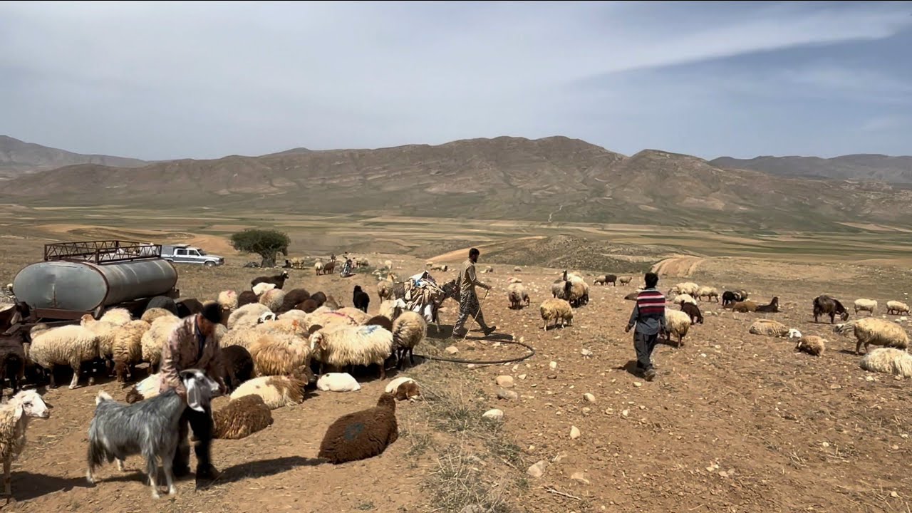 Desert Life with 300 Sheep | How One Man Survives the Harsh Wilderness