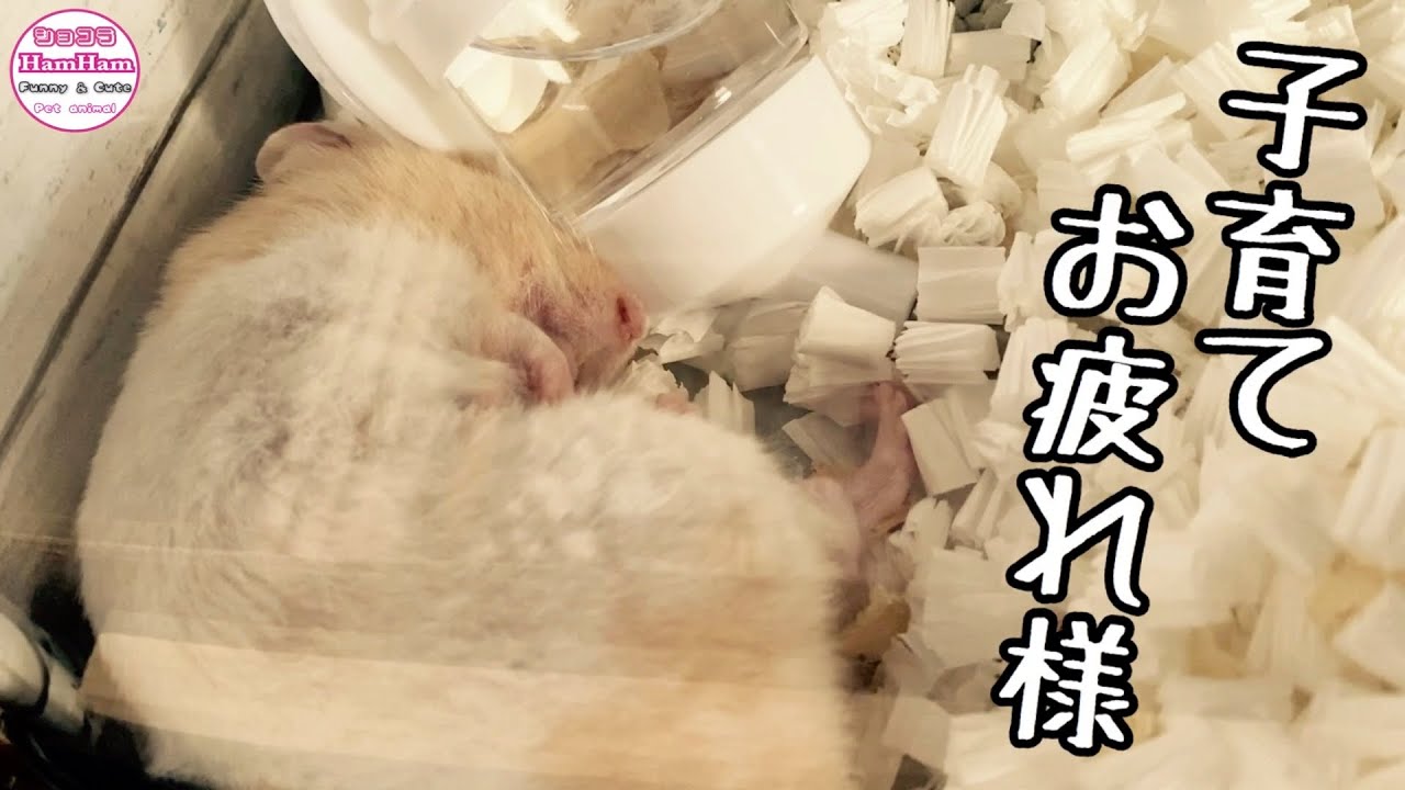 【ハムスター/ゴールデン】 事故死?!子育てしていたママハムが…!おもしろ可愛い動物