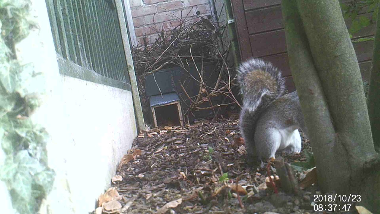 Trespasser on Hedgehog Cam.