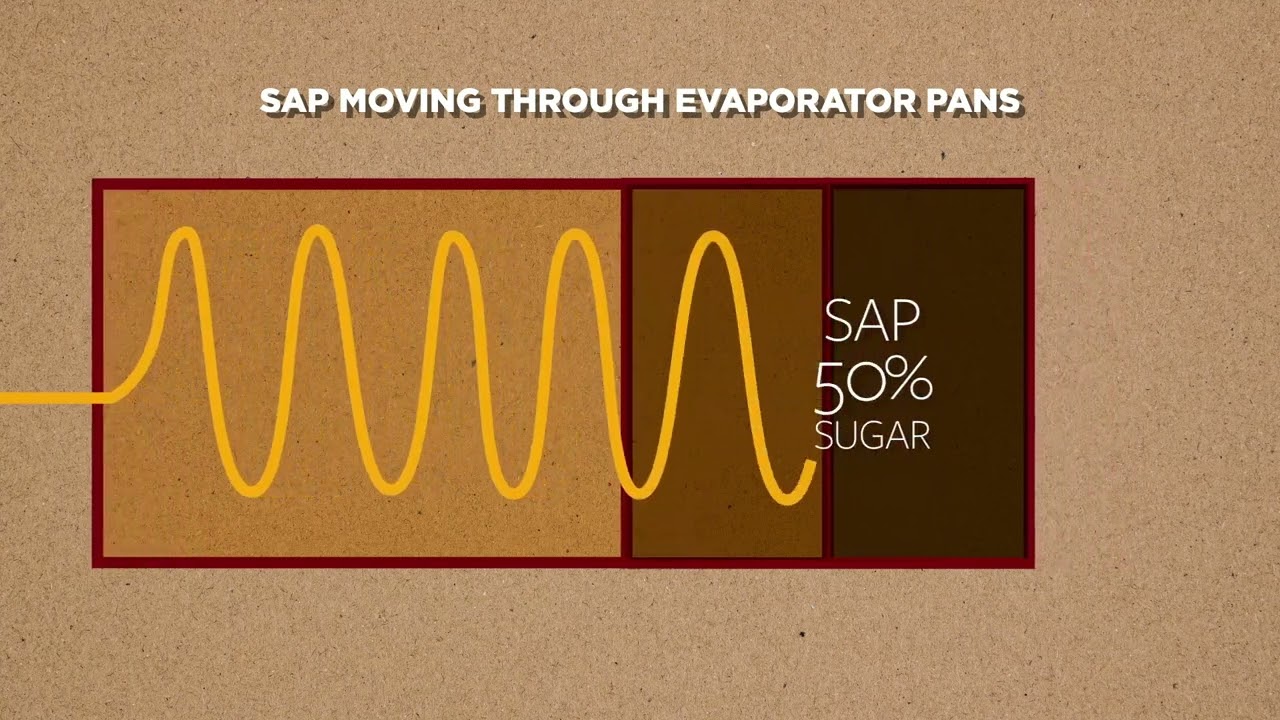 3. Turning Maple Sap Into Maple Syrup