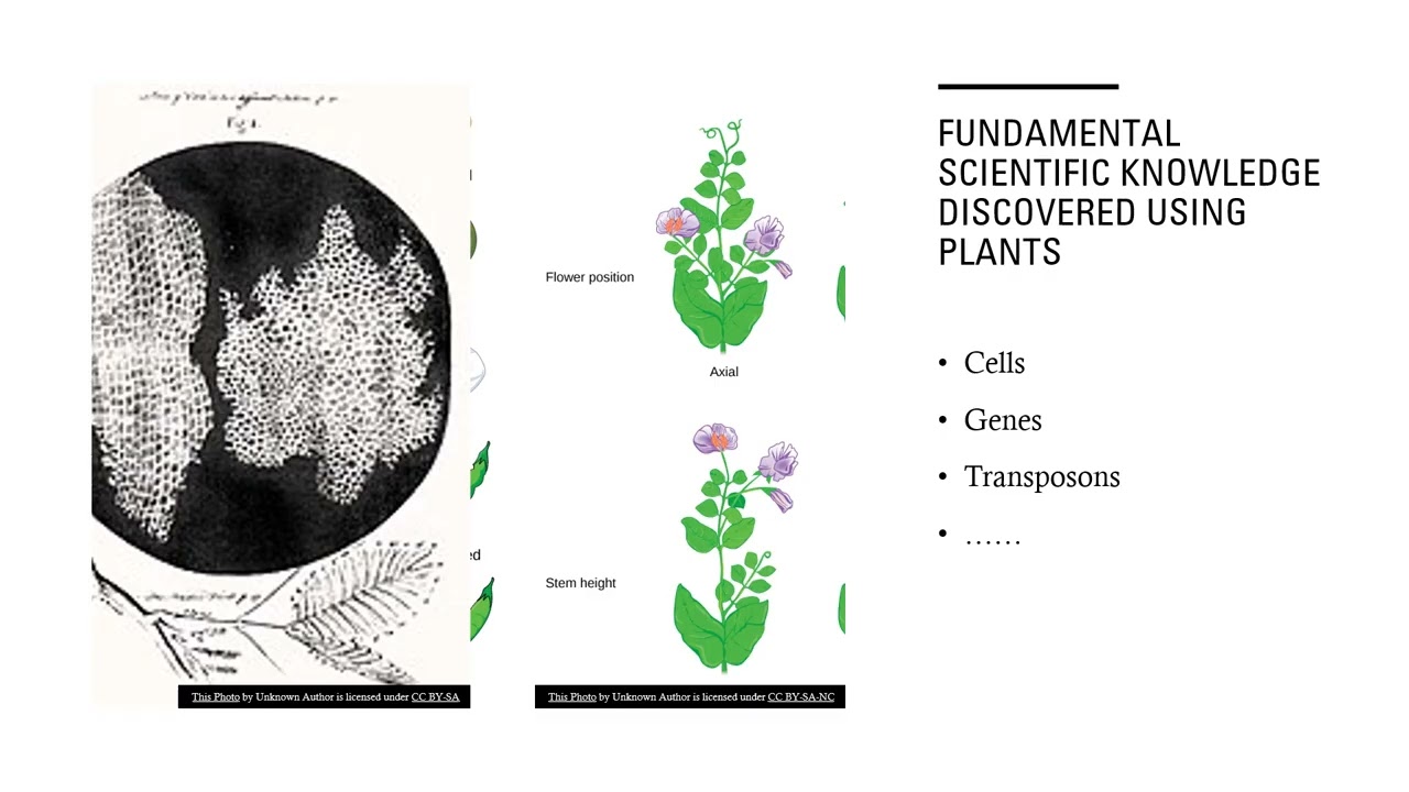 Botany and Plant Science at The University of Galway
