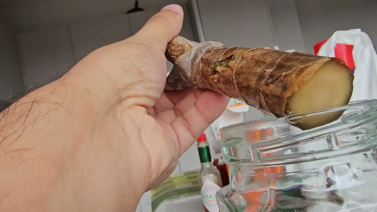 Dracaena marginata - Pruning, propagating, stem mushy and root rot progress 2025