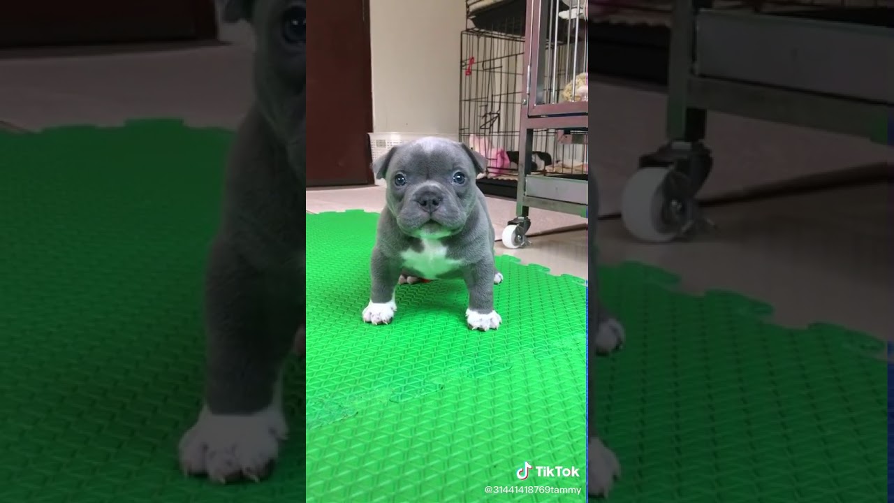 Pitbull beb&eacute; ermoso