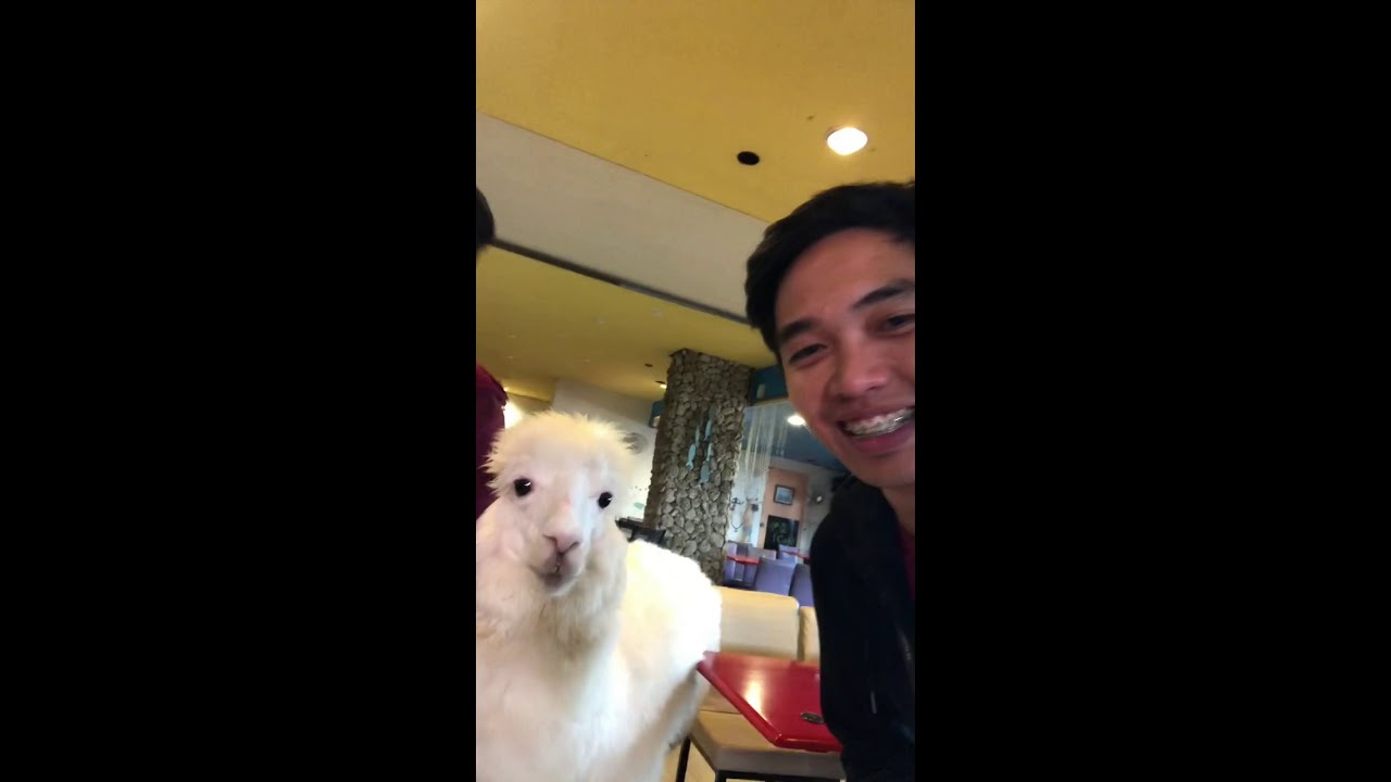 OIA Cafe, aka Alpaca Cafe