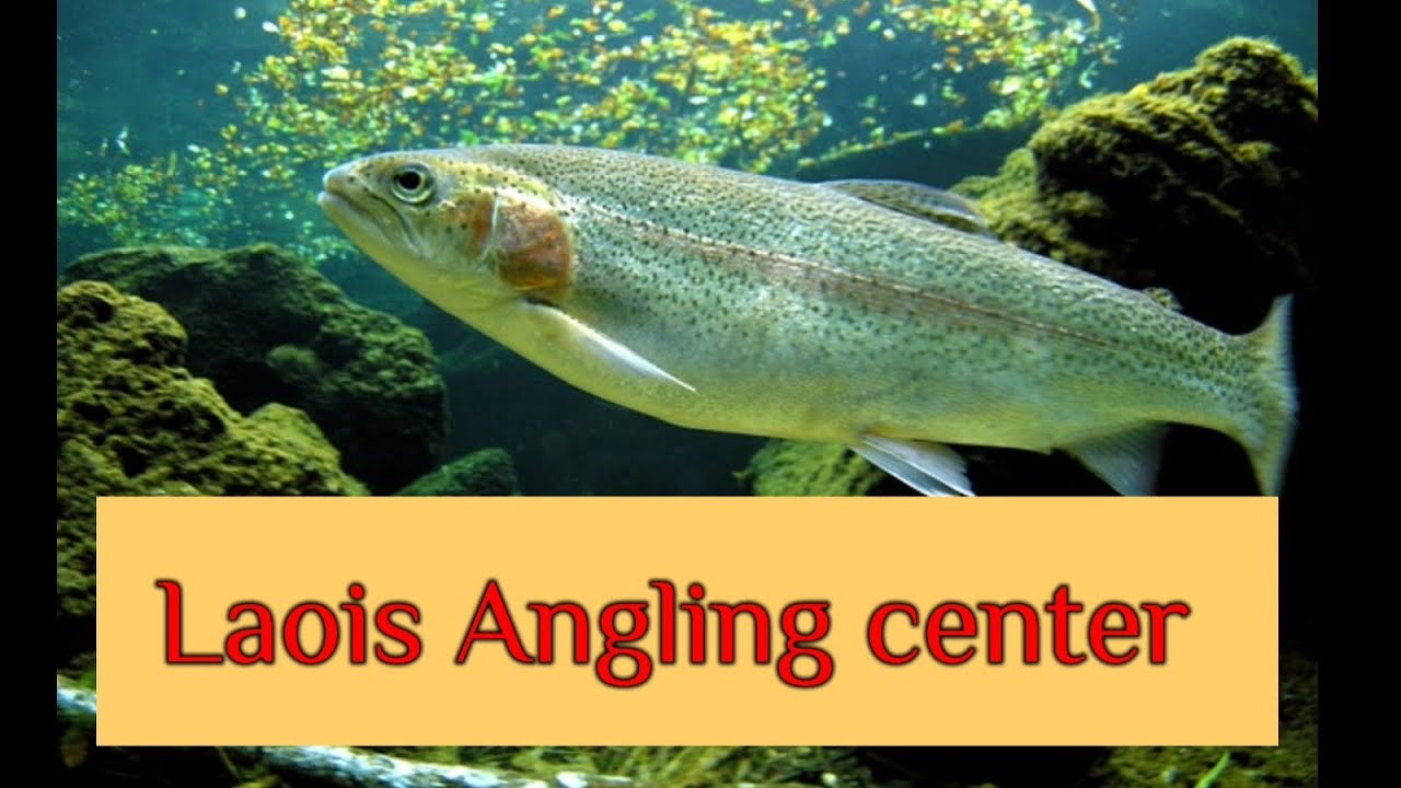Fishing for rainbow trout in Laois angling centre #viralvideo #fishing #rainbowtroutfishing