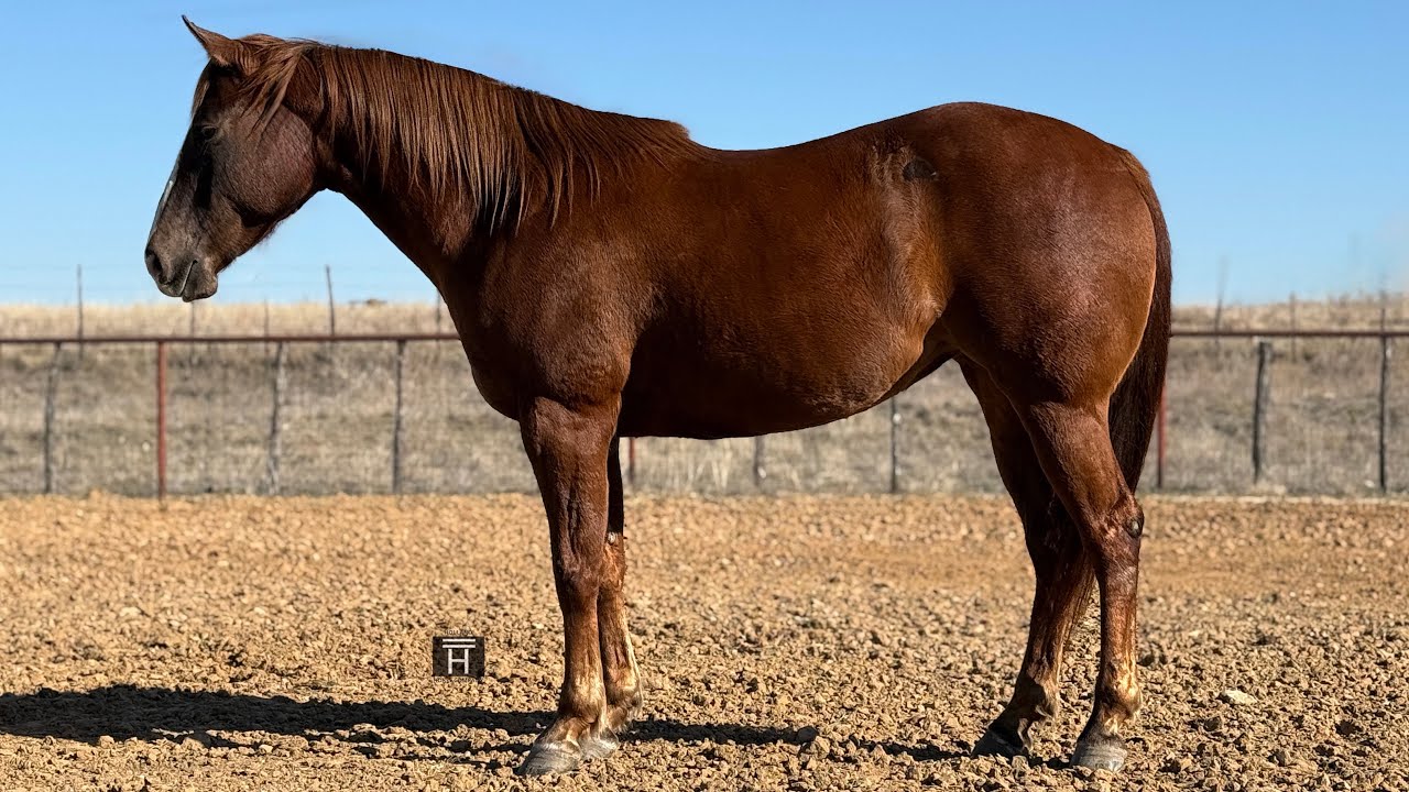 Wimpys Royal Chic - 2020 AQHA Mare