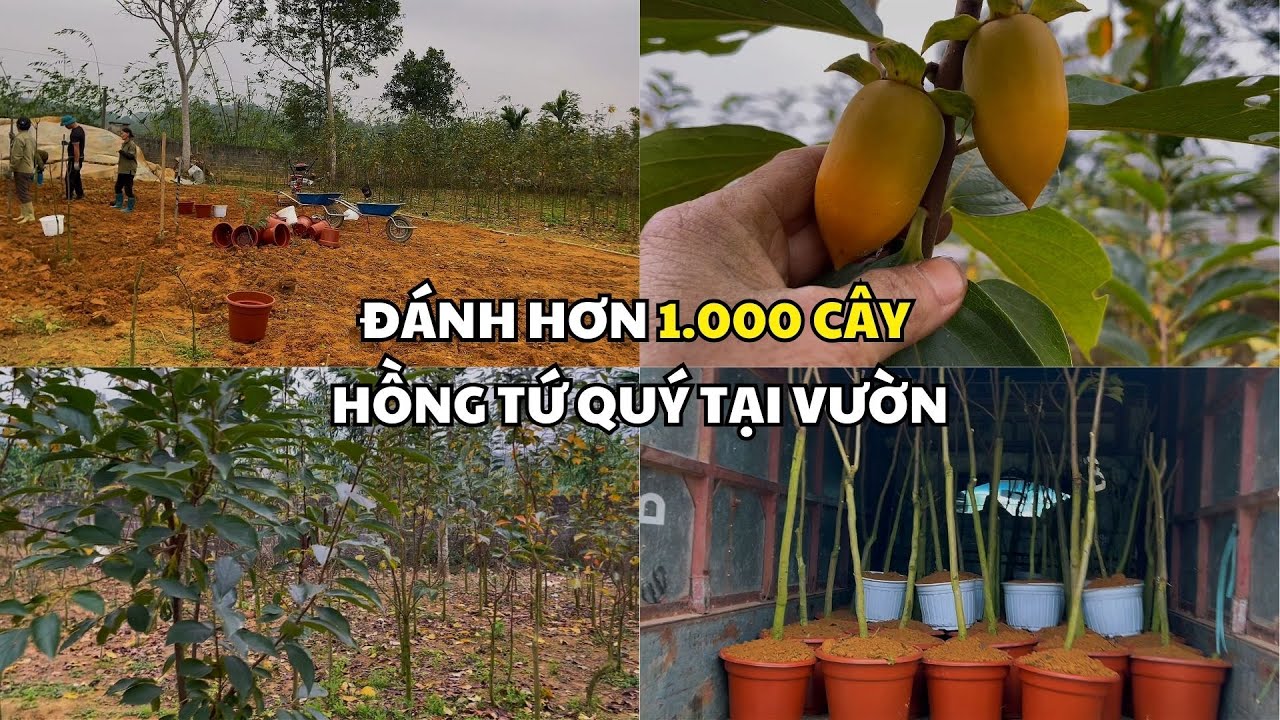 Đánh hơn 1.000 cây tại vườn và chia sẻ gốc Hồng Tứ Quý | Nhà vườn Lam Hồng