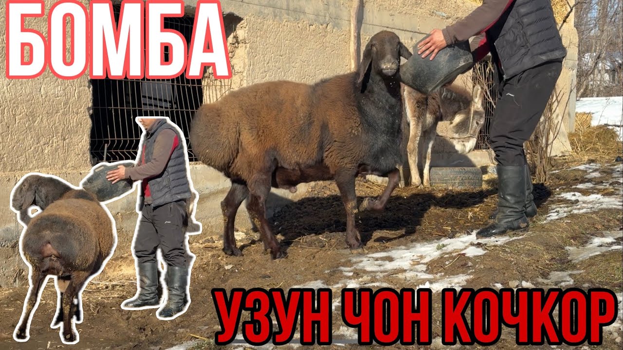 Ооо Чон Кочкор Экен 🔥🔥🔥Сатылат✅🚚☎️🙋🏻‍♂️