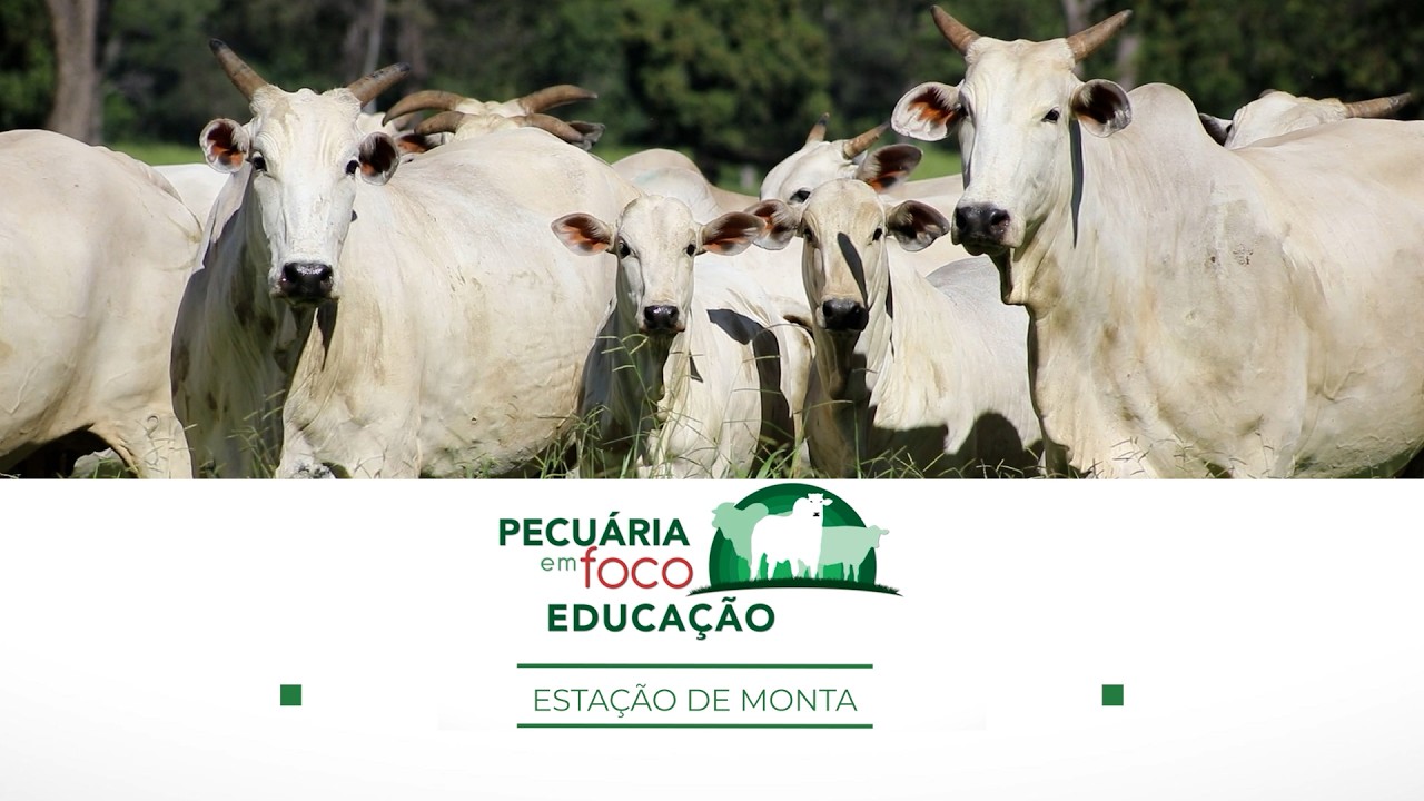 20 - ESTAÇÃO DE MONTA - PECUÁRIA EM FOCO - EDUCAÇÃO