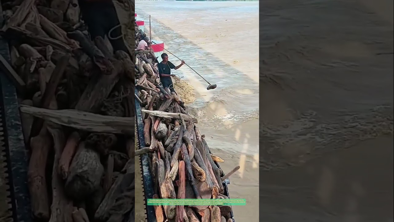 Tide-Wrestling: How River Communities Harvest Nature's Driftwood Gold