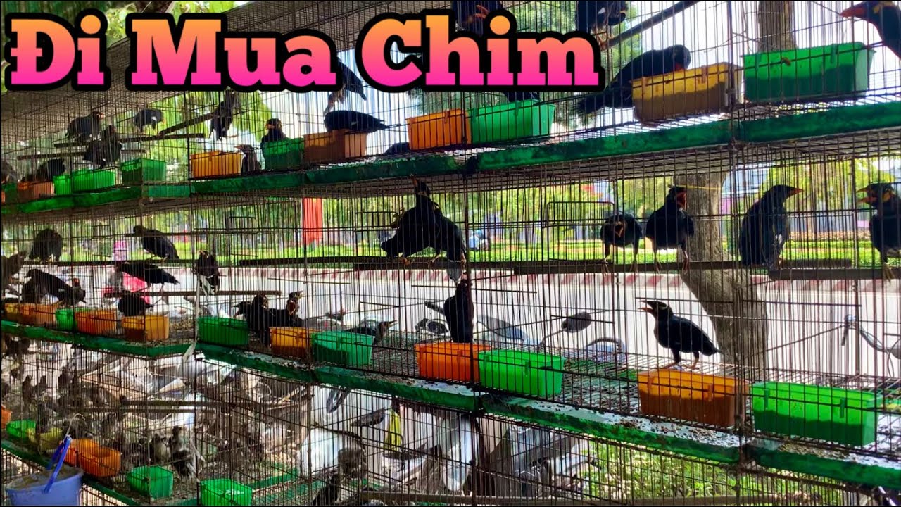 Đi Mua Chim Và Hỏi Giá Một Số Loại Chim Cho Các Bạn Tham Khảo | Chiểu Trần Vlog