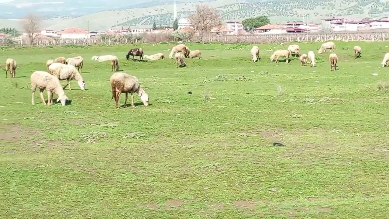 PANZER BANA İNAT YAPIYOR HERALDE. BAŞKA ZAMAN BU KADAR DESEN OLMAZ. BİŞEYİ ÇOK İSTEDİNİZMİ OLMUYOR.