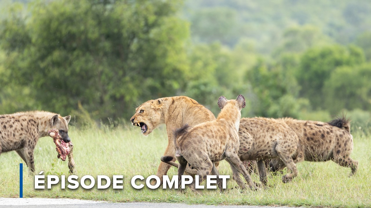 Pouvoir, Survie & Rivalité dans le royaume animalier d’Afrique | Icônes de la vie sauvage 107+108