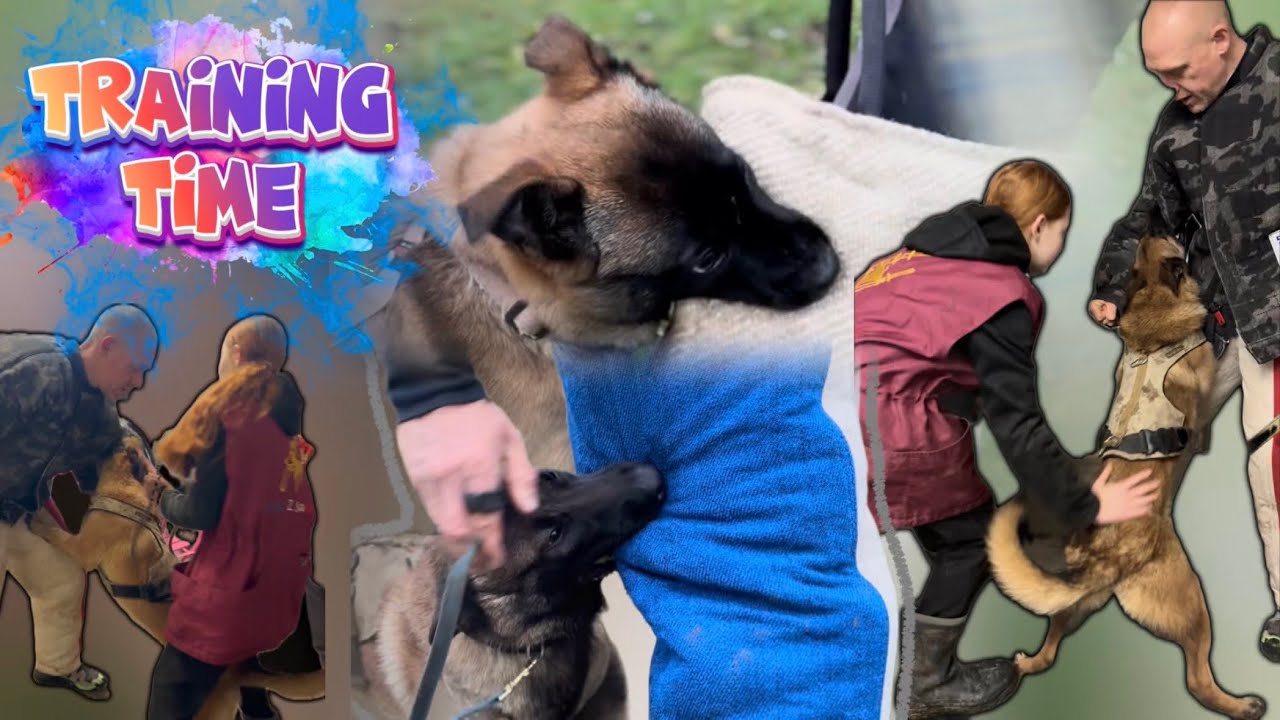 😱 NE REGARDEZ PAS ‼️si vous n’êtes pas passionnés du malinois de travail ❤️ opérationnel ring mondio