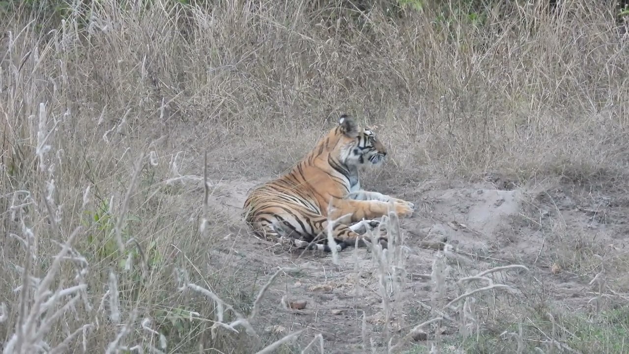 Bandhavgarh #wildlife #tiger 