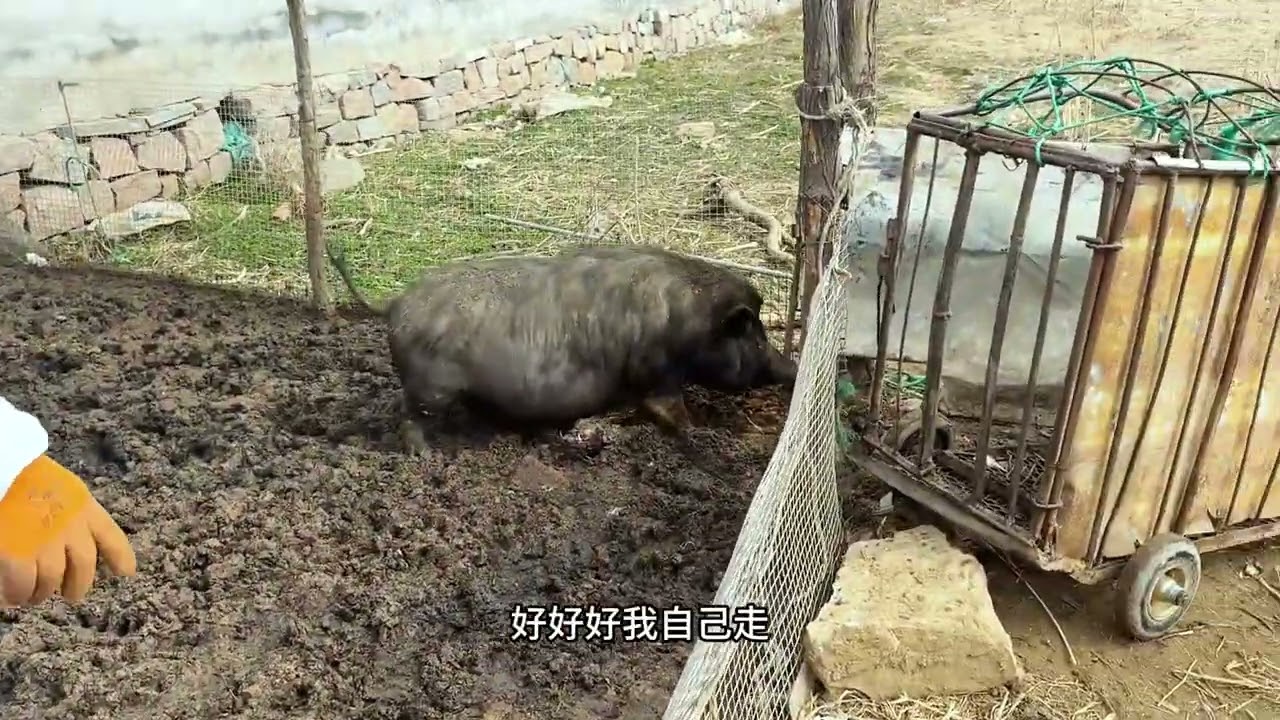 #猪太难了  我把它卖了#这猪成精了 #大黑猪