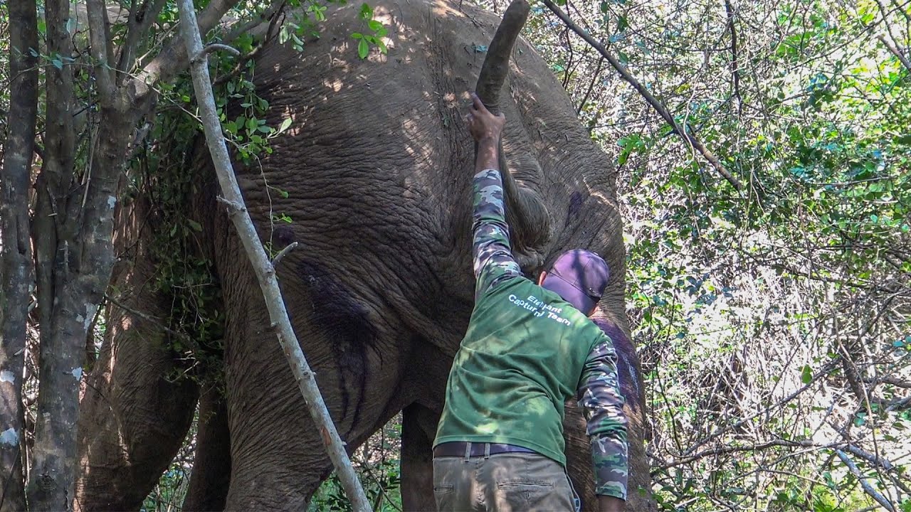 Rescuing an Elephant with a Severe Buttock Injury