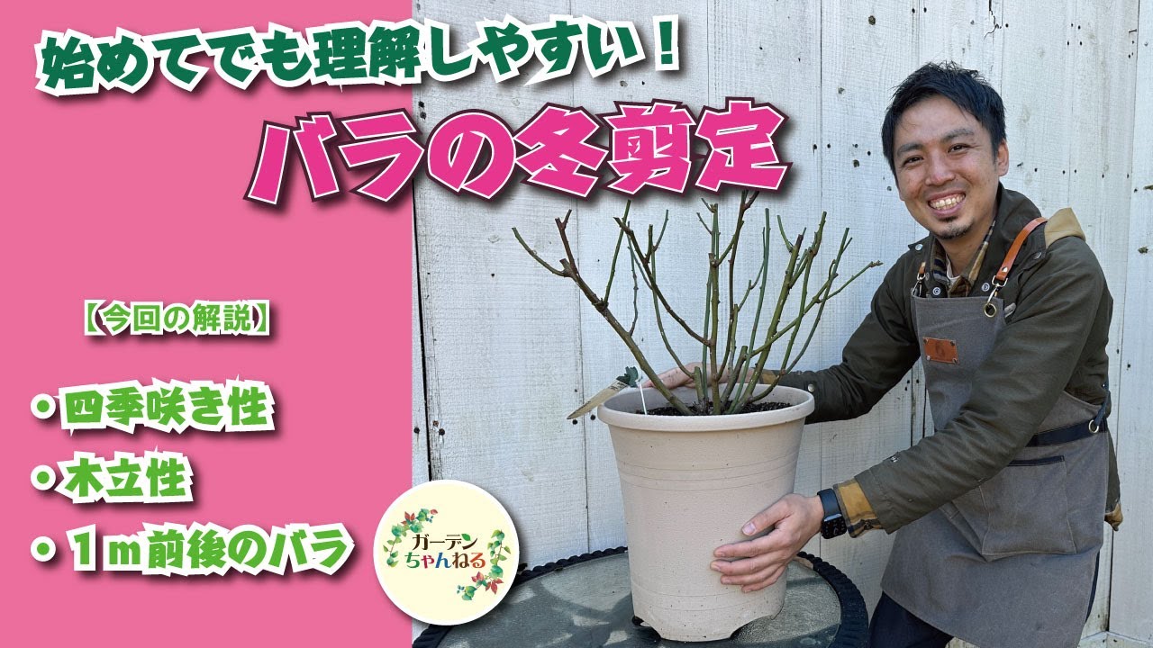 【バラの冬剪定】四季咲きコンパクトなバラの剪定