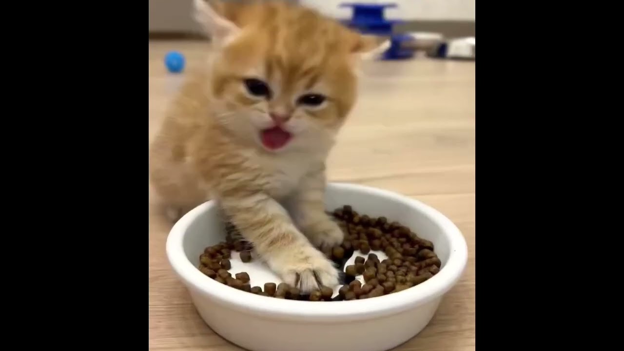 “Try Not To Laugh Challenge – Ultimate Funny Cats 2026 😂🐱 (99% Fail)”