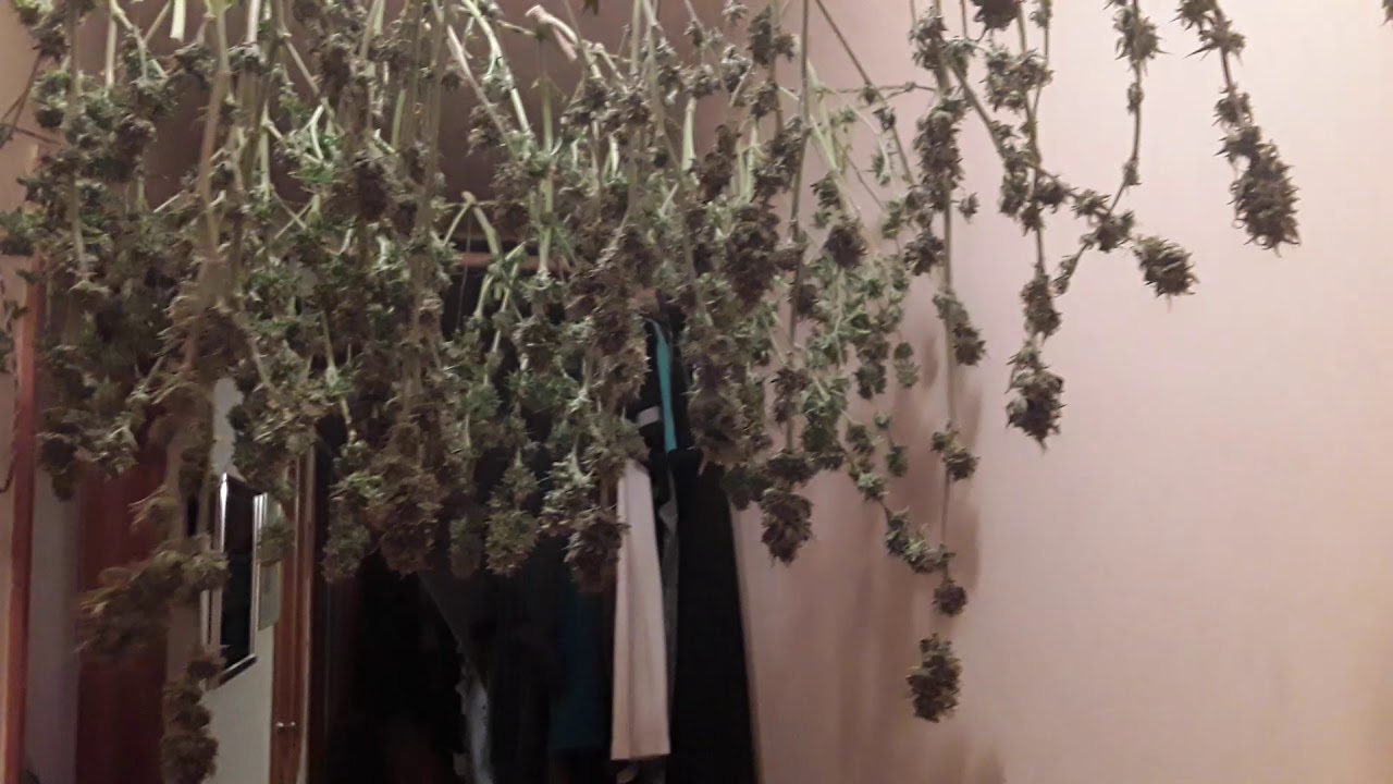 Harvest time for the tangie-matic auto cannabis!
