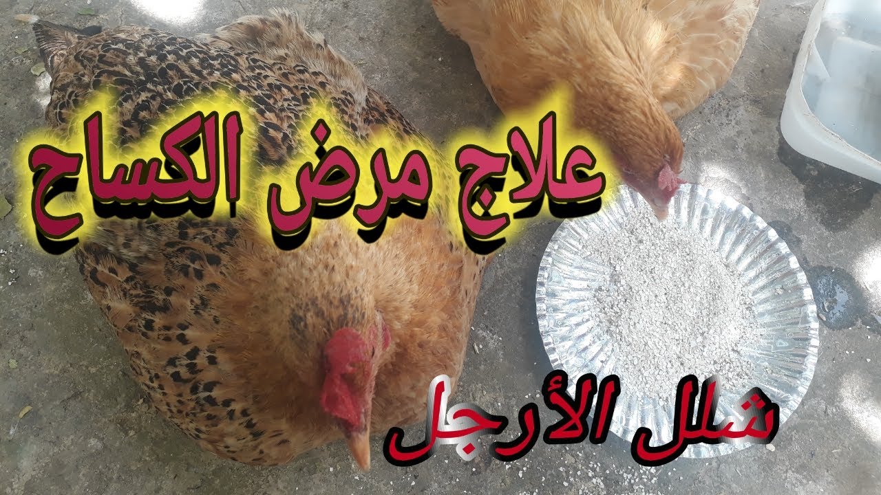 تربية الدجاج البلدي، علاج مرض الكساح، شلل الأرجل