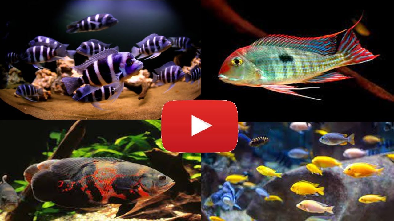 Top 5: Peces para acuarios de 500 litros (Dominaron los Cíclicos)