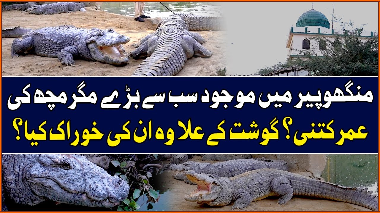 History of Manghopir Crocodiles | Karachi | Geo Digital