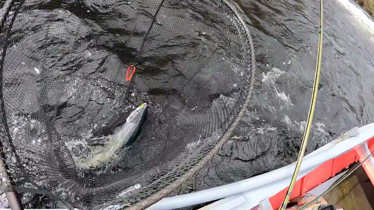 Salmon Fishing Scotland Spring Salmon caught fly fishing from Woodside, Catholes on Tay
