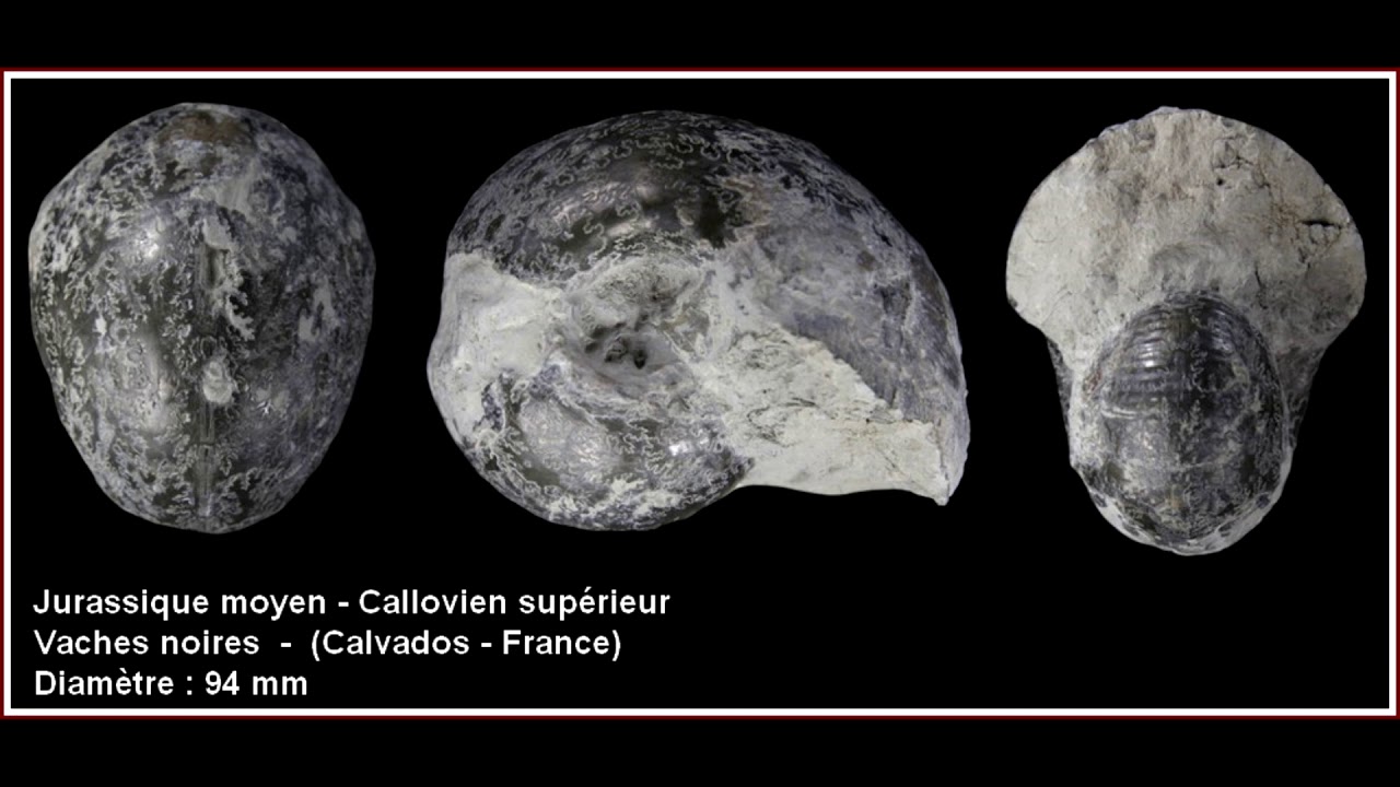 Recherches de fossiles aux falaises des Vaches noires (Calvados - France)