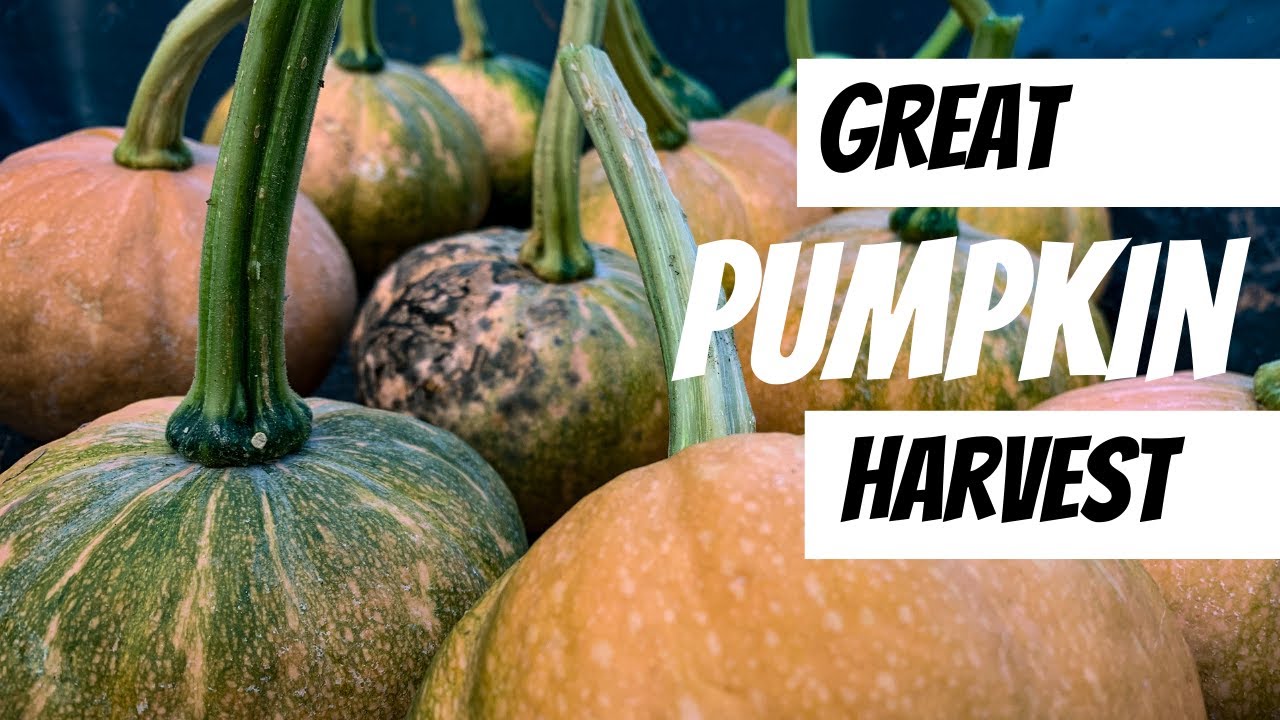The Great Seminole Pumpkin Harvest | The #1 plant to grow in Florida summer garden