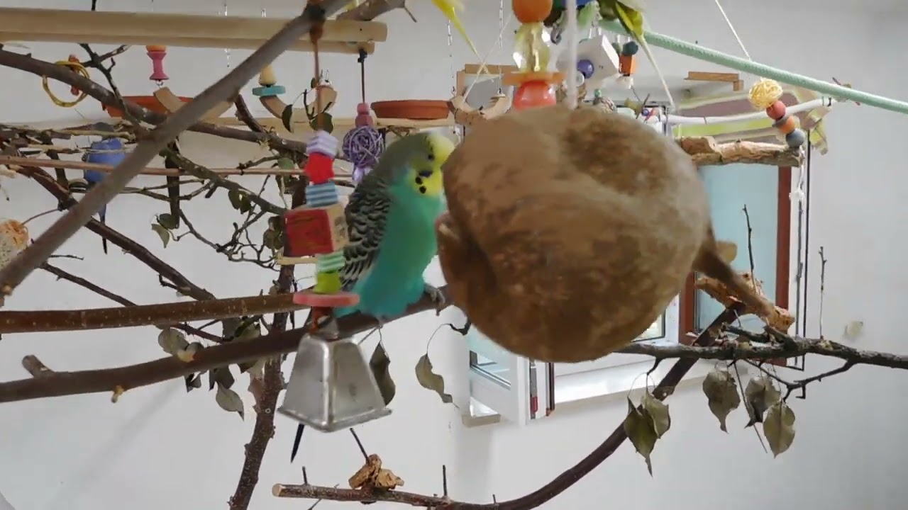 Vogelzimmer 2023