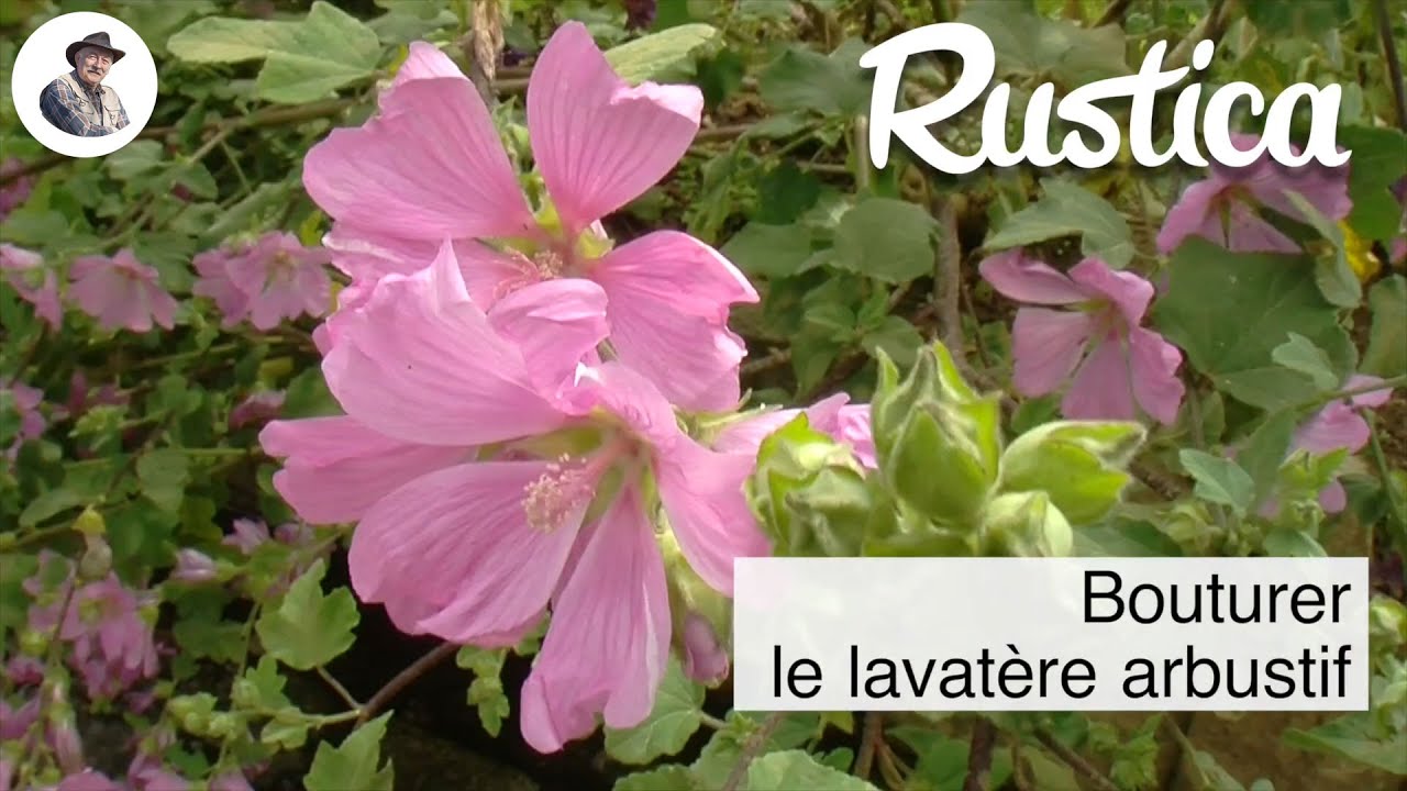 Réussir le bouturage de la lavatère arbustive