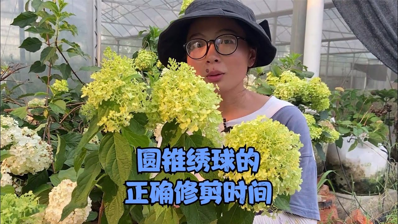 很多花友问圆锥绣球什么时间修剪？本期分2种情况讲解