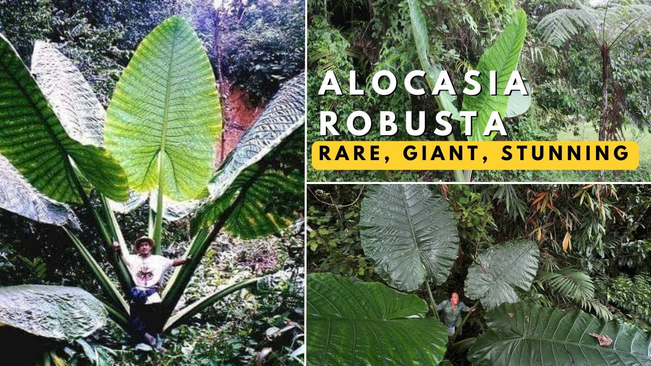 Alocasia robusta | The Largest Alocasia Revealed | A Rare Rainforest Giant!