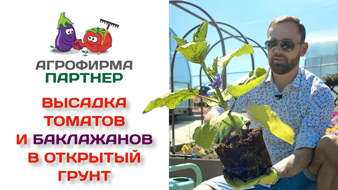 Высадка томатов и баклажанов в открытый грунт