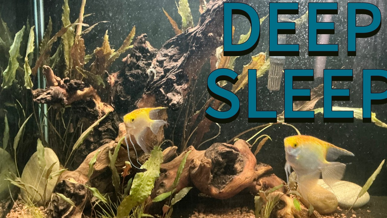 Warm Calm Aquarium For Deep Sleep - NEW Fish Tank ambiance(30 Minutes, No music)