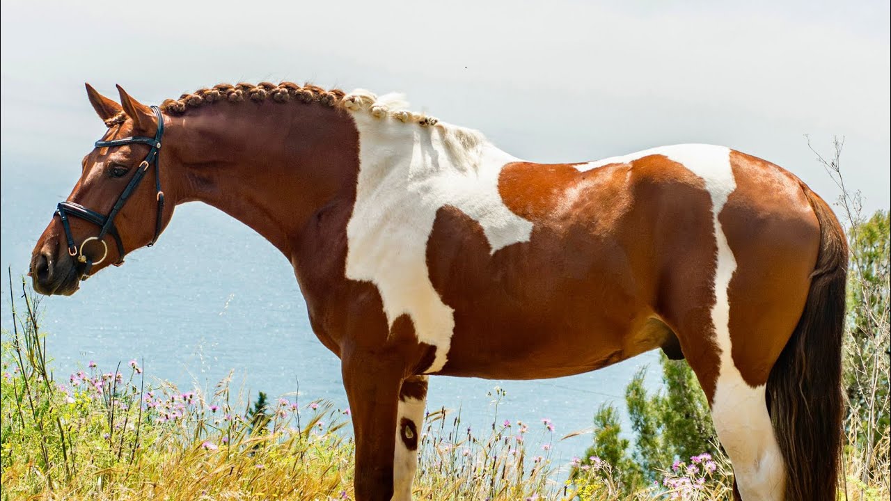 Unusual 4YO Andalusian Stallion 