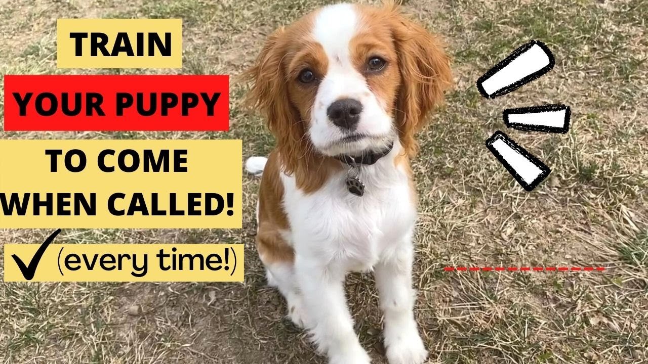 КАК НАУЧИТЬ ЩЕНКА КАВАПУ ПОДХОДИТЬ/ПОДОЗВОНИТЬСЯ! | Дрессировка голосом, жестами и звуком!