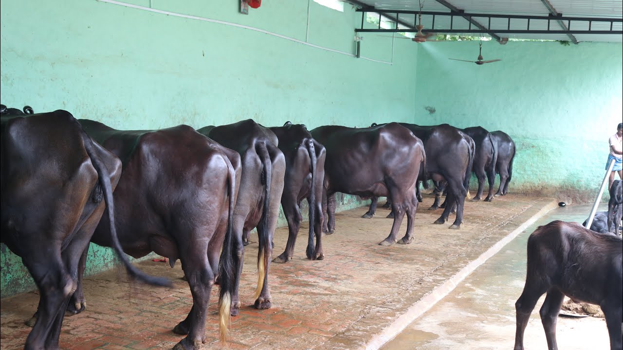 10 to 20 Buffaloes always available for SALE. Village-Kabrel (Hisar)Haryana. Sahyog Dairy Farm