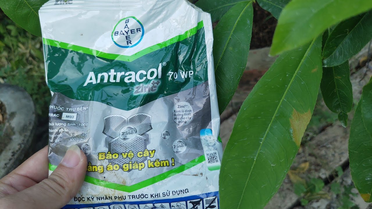 Ngày 21/3 âm lịch, cách trị bệnh rỉ sắt trên cây mai
