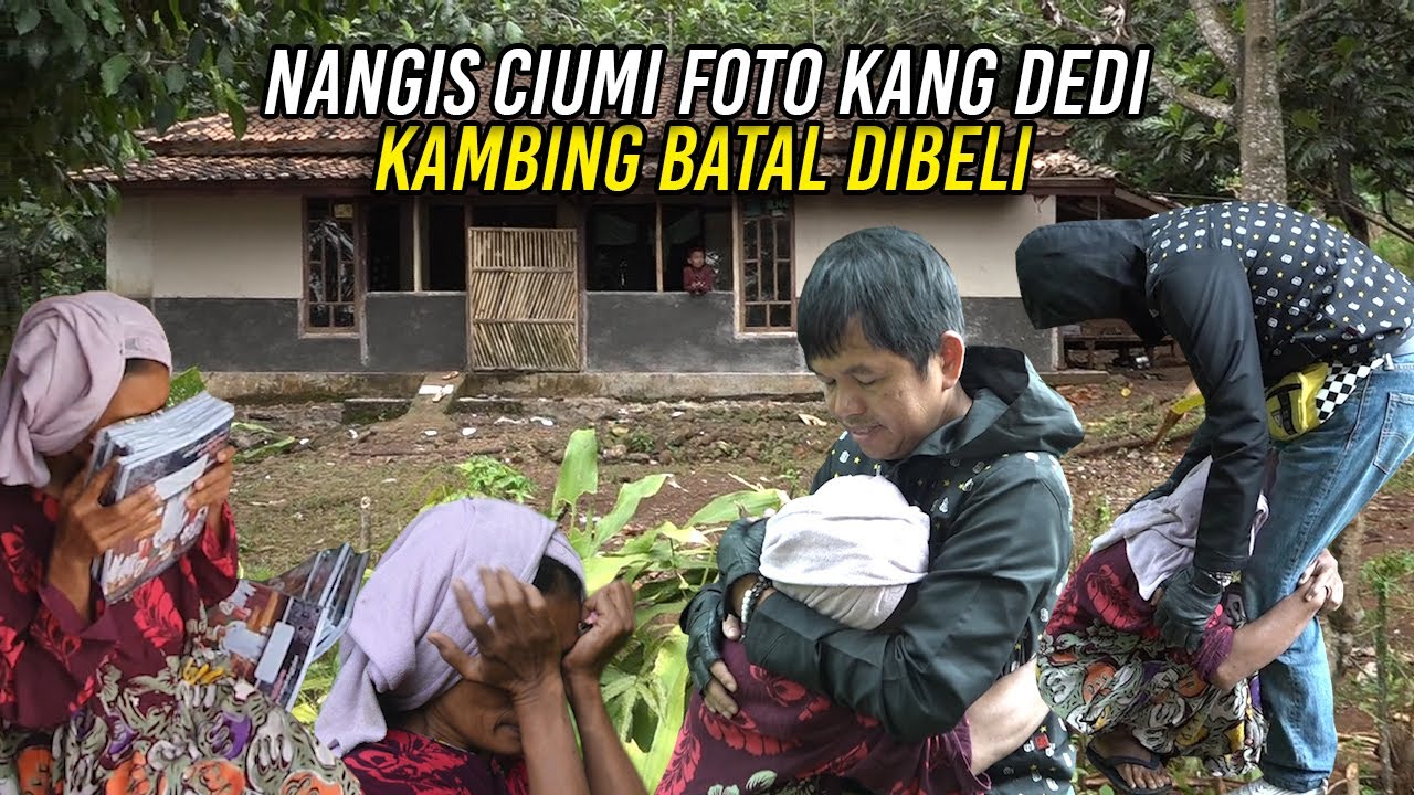 BU IJOH MENANGIS CIUMIN GAMBAR KANG DEDI DI BUKU-KAMBING KEKECILAN BATAL DIBELI
