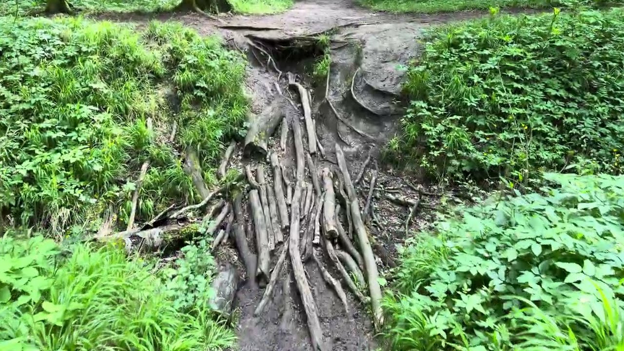 Slow Down — A Calm 8-Minute Walk in a Summer Forest