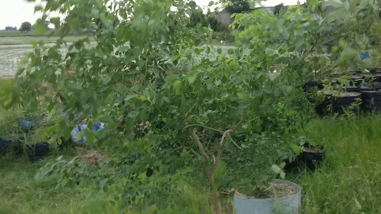 Sheesham Tree@ Farm