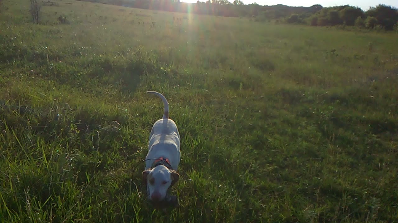 Young Pointer Dusty, recently finished on her retrieve using forced fetch technique