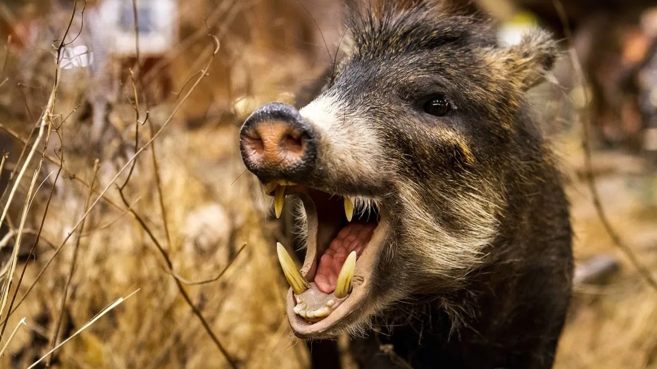 Самые Опасные Животные Всех Континентов Земли! Не встречайся с ними!