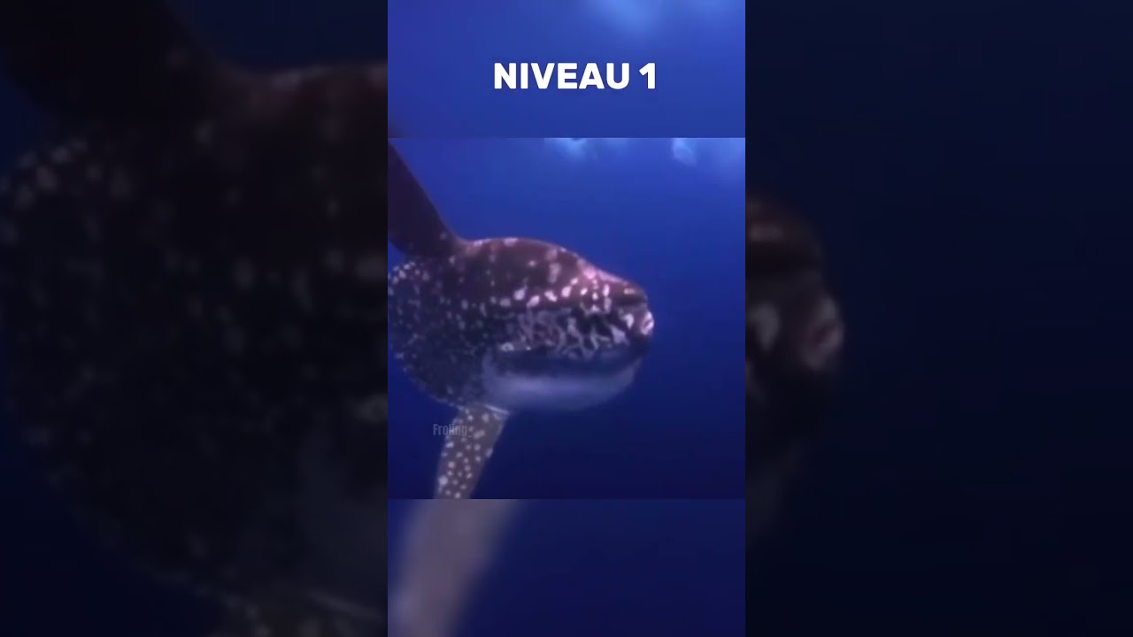 Souffrez-vous de la thalassophobie?😨