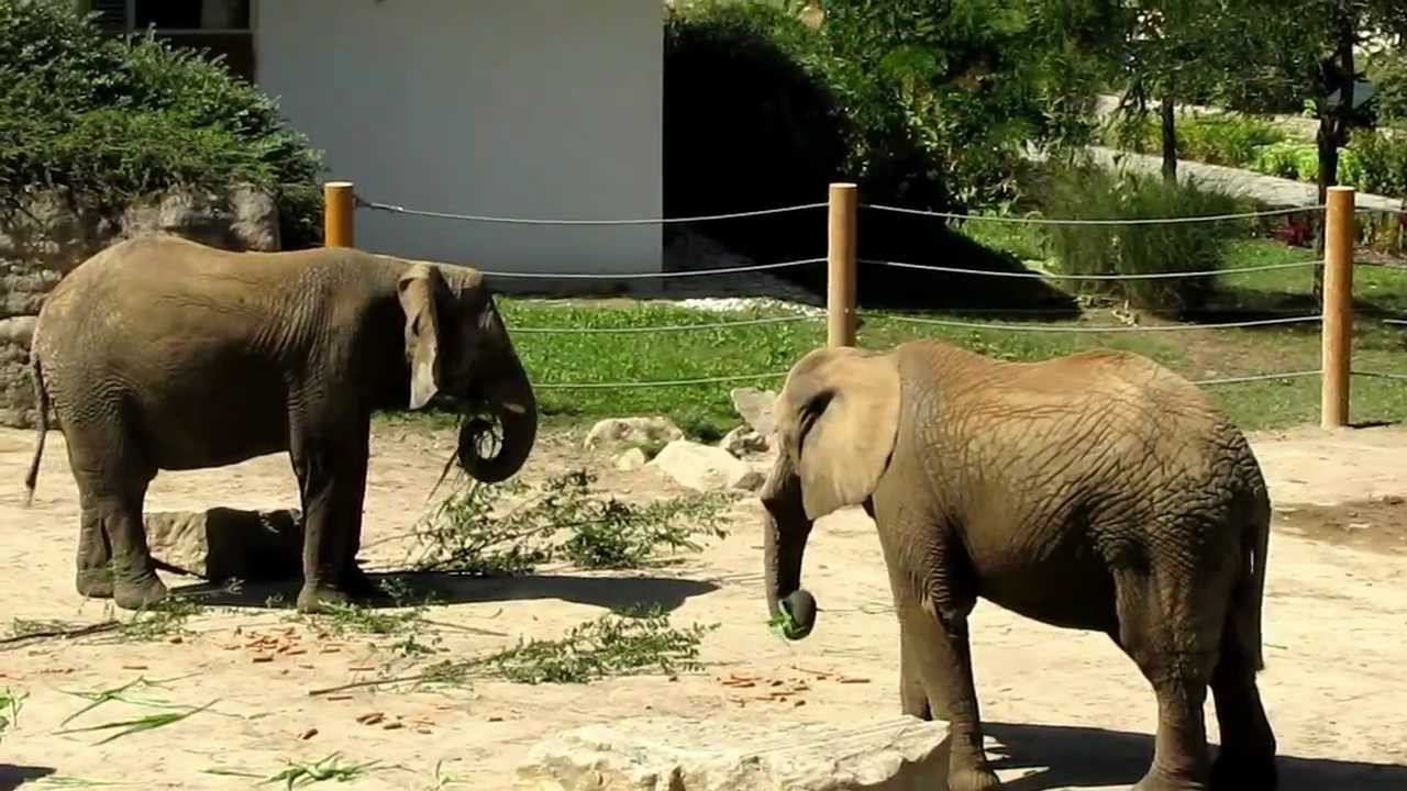 Sloni - Zoo Zlín (Lešná) 2012
