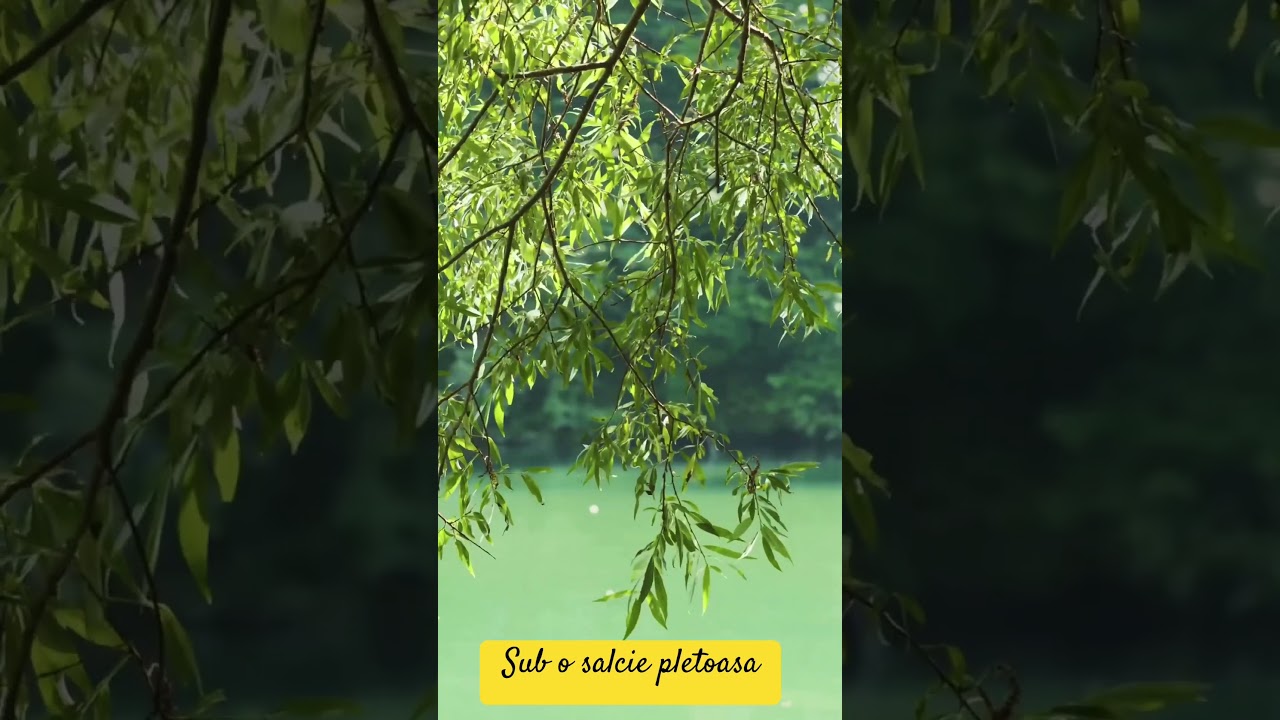 Sub o Salcie Pletoasă - Pricesna Ortodoxa #pricesna #ortodox
